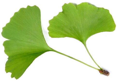 Insuvit obsahuje ginkgo bilobe
